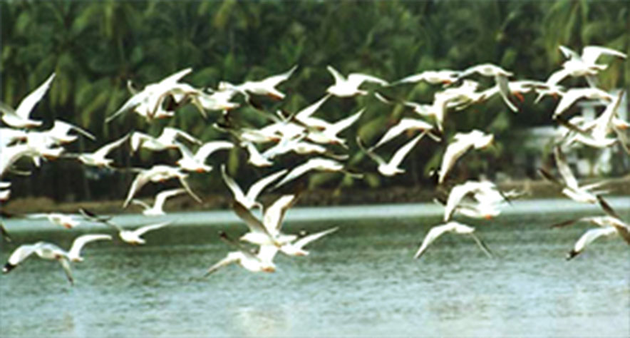 Kadalundi Bird Sanctuary